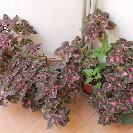 Domus Pina Guest house Catania