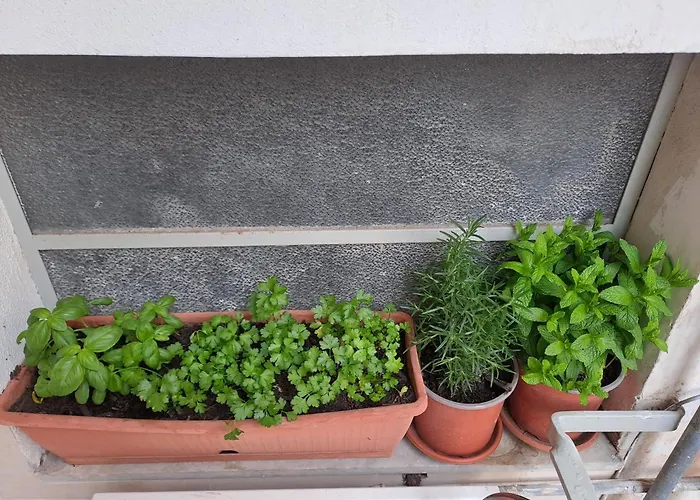 Domus Pina קטאניה