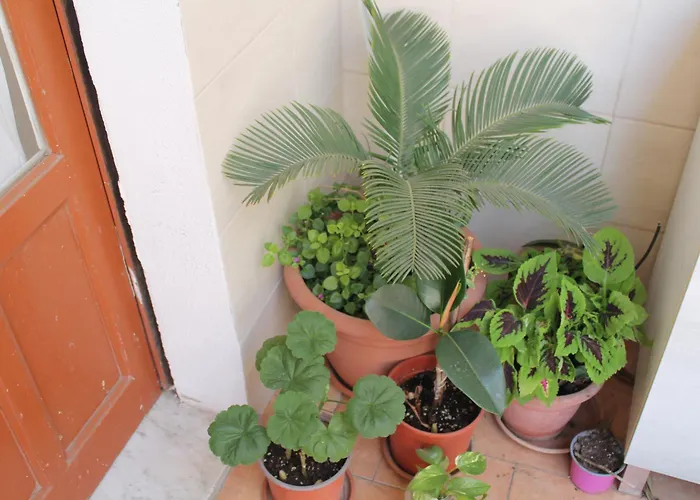 Domus Pina בית הארחה קטאניה