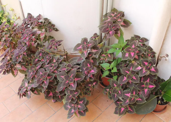 Domus Pina בית הארחה קטאניה